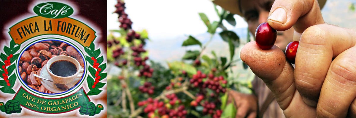 Galápagos Kaffeebohnen von San Cristóbal