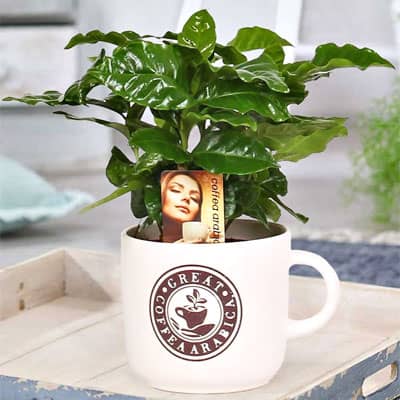 Geschenke Kaffeeliebhaber - Kaffee Arabica Pflanze